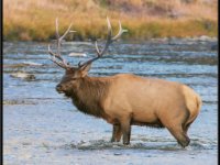 A29A3485 : Wildlife, Yellowstone