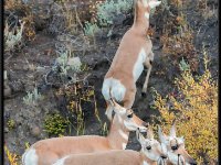 A29A5255 : Wildlife, Yellowstone