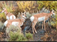 A29A5263 : Wildlife, Yellowstone