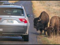 A29A5811 : Wildlife, Yellowstone