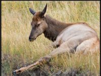 P6A1683 : Wildlife, Yellowstone