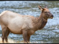 P6A1715 : Wildlife, Yellowstone