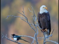 P6A2008 : Wildlife, Yellowstone