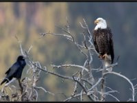 P6A2045 : Wildlife, Yellowstone