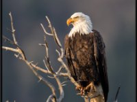 P6A2083 : Wildlife, Yellowstone