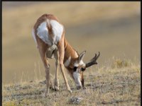 P6A2187 : Wildlife, Yellowstone