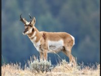 P6A2350 : Wildlife, Yellowstone