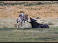 P6A2722a : Wildlife, Yellowstone