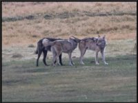 P6A2750 : Wildlife, Yellowstone