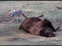 P6A2812 : Wildlife, Yellowstone