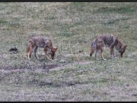 P6A2843 : Wildlife, Yellowstone