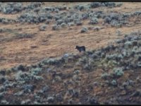 P6A2873 : Wildlife, Yellowstone