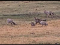 P6A2887 : Wildlife, Yellowstone