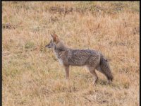 P6A3012 : Wildlife, Yellowstone