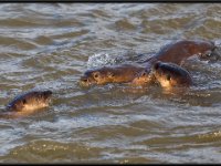 P6A3072 : Wildlife, Yellowstone