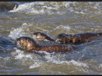 P6A3076 : Wildlife, Yellowstone