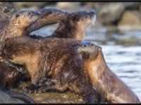 P6A3167 : Wildlife, Yellowstone