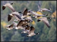 P6A3227-2 : Wildlife, Yellowstone