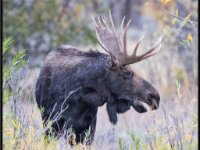 P6A3483 : Wildlife, Yellowstone