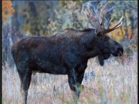 P6A3675 : Wildlife, Yellowstone