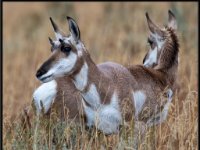 P6A3816 : Wildlife, Yellowstone