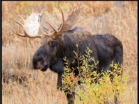 P6A3971 : Wildlife, Yellowstone