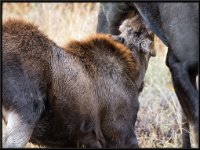 P6A4043 : Wildlife, Yellowstone