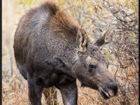 P6A4106 : Wildlife, Yellowstone