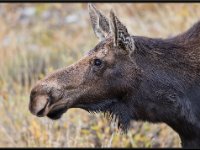 P6A4202 : Wildlife, Yellowstone