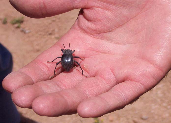 black beetle manner