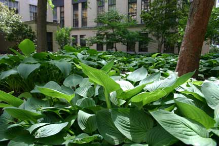 Hosta Garden
