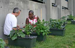 Parking & Transportation offers space adjacent to Albany Garage to MIT community gardeners this summer