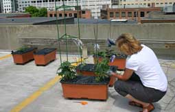 Parking & Transportation offers rooftop of West Garage to MIT community gardeners this summer