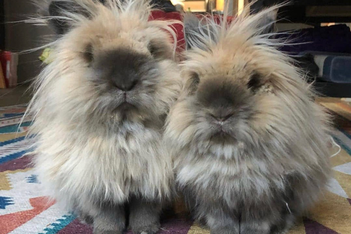 Two adorable, super-fluffy bunnies