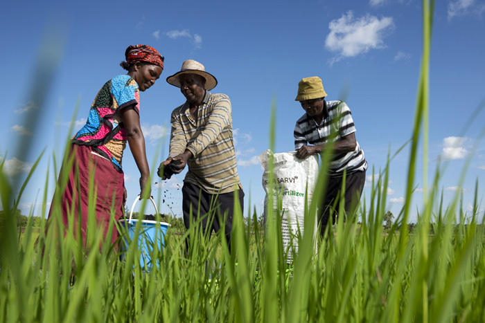 Photo of three farmers in the field with a Safi Organics bag of fertilizer
