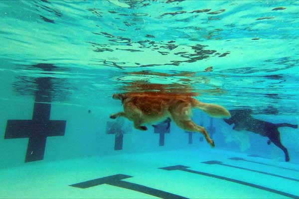 Underwater photo of dogs in a pool