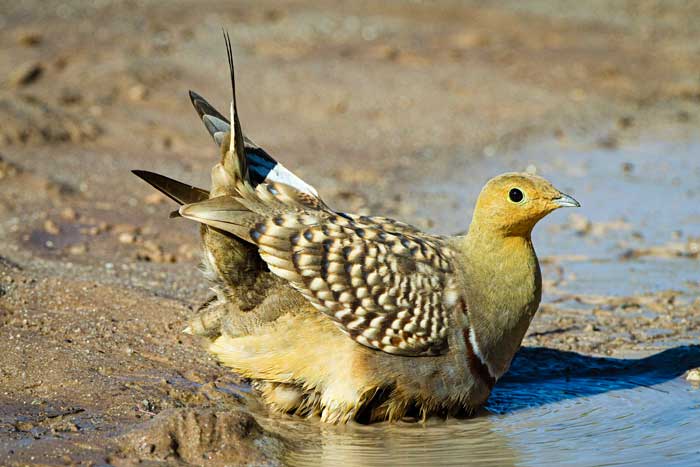 A sandgrouse ruffles its feathers at the edge of a watering hole.  The sandgrouse is light brown with some orange in its face. The wing feathers have dark tips, and tail feathers have large black tips.