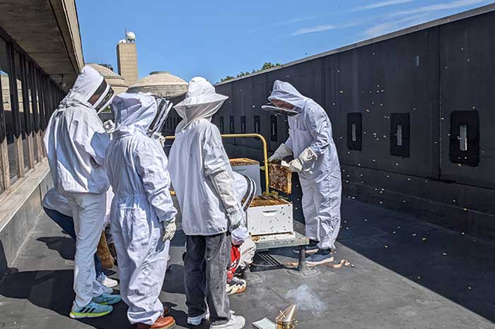 Five students wearing white beekeepers gear attend to the MIT hive. One is removing a honeycomb as bees fly around them.