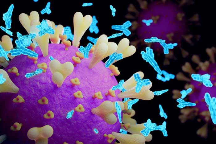 Rendering shows a purple spherical coronavirus on the left side. Light blue antibodies, shaped like a Y, surround the coronavirus. 