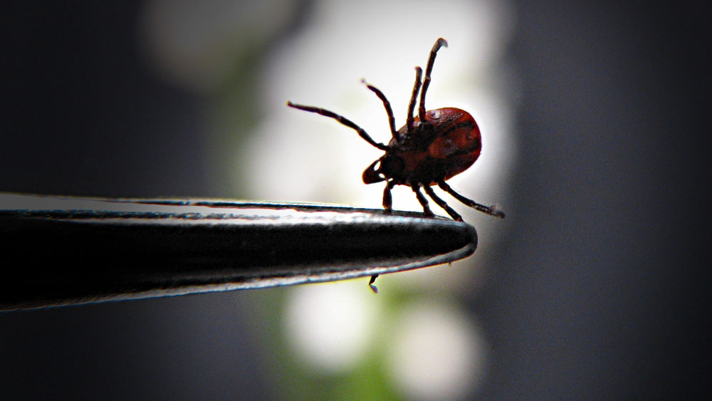 Closeup of a tick held with forceps, against blurry background