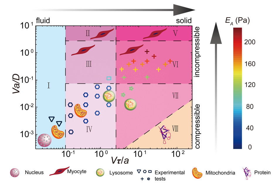Study explores how cytoplasm “feels” to a cell’s components