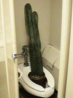 Cactus where it belongs