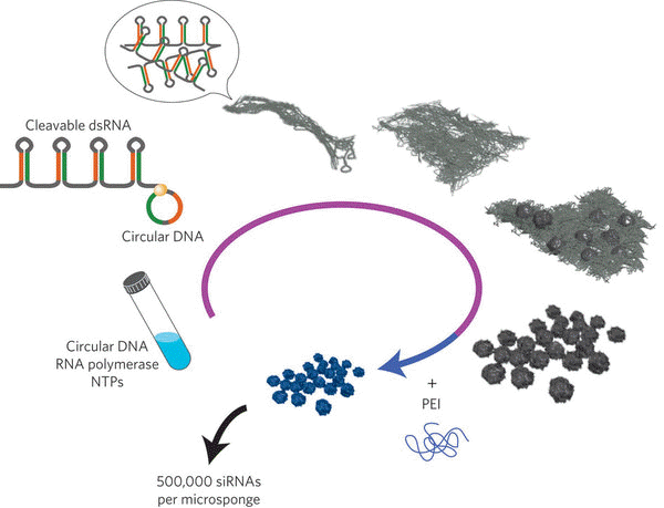 Schematic outlining the
                  one-pot synthesis of polymers of short double-stranded
                  RNA (dsRNA) hairpins and their spontaneous assembly,
                  over approximately 20 h, into 2-[mu]m-diameter RNAi
                  microsponges through a series of intermediate
                  structures.