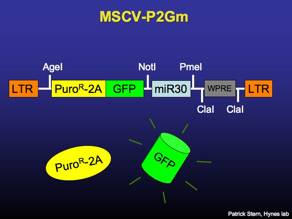 MSCV-P2Gm