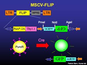 MSCV-FLIP