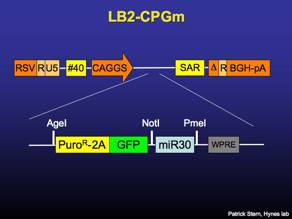 LB2-CPGm