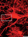 In this magnified image from the PNAS paper, a nerve cell
      derived from artificially created stem cells is shown after its
      integration in an animal brain.