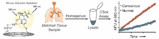 using protein scaffold vs carrier protein