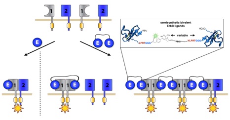 2016 “A Modular Approach to Phosphoglycosyl Transferase Inhibitors