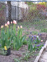 IMG_0922.JPG